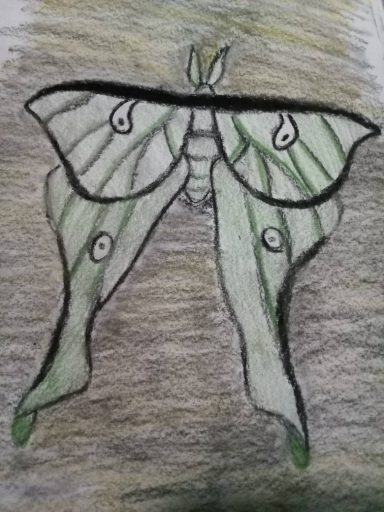 Charcoal/ pencil Luna moth