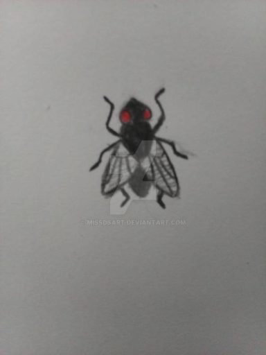 Fly sketch